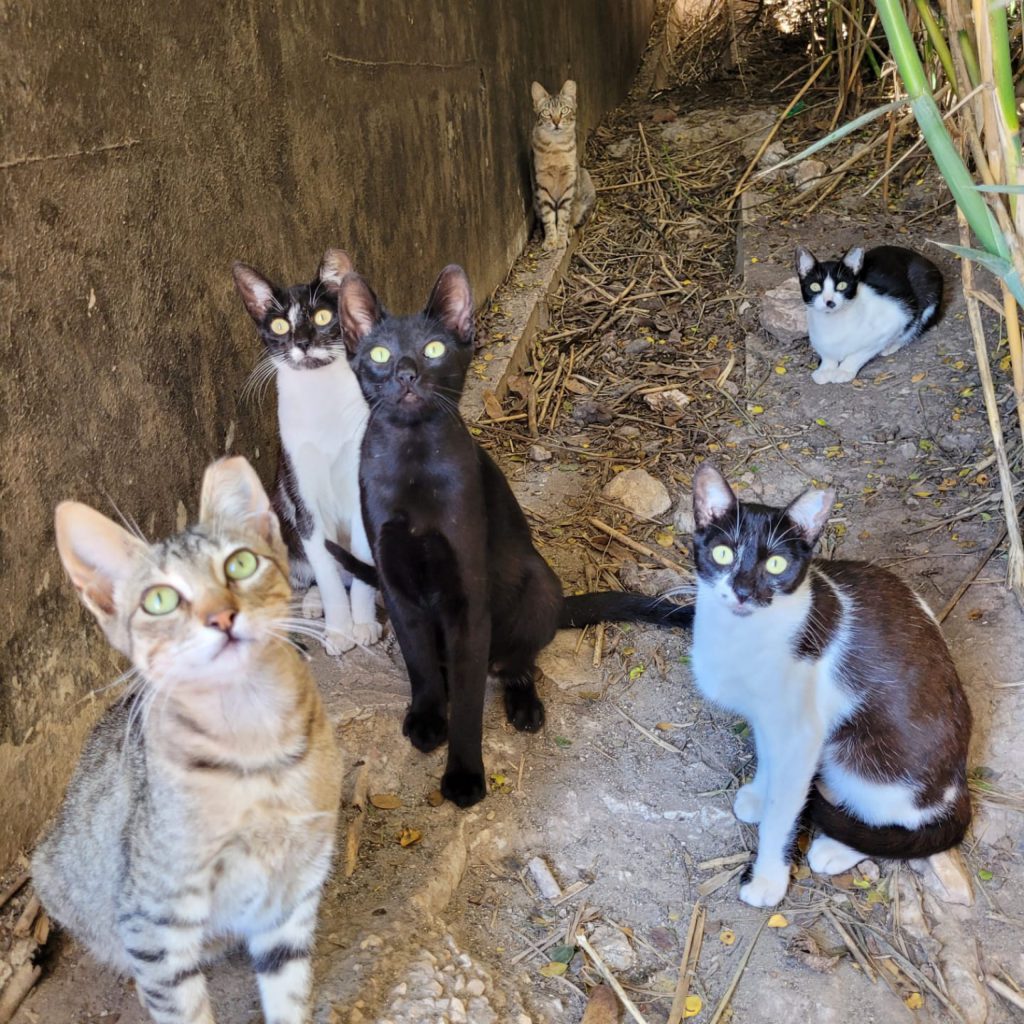 Casa Dos Gatos Faz Trabalho Volunt Rio Di Rio Em Col Nias De Gatos Em