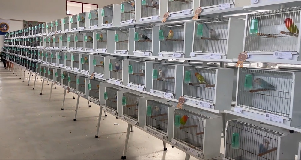 aves
