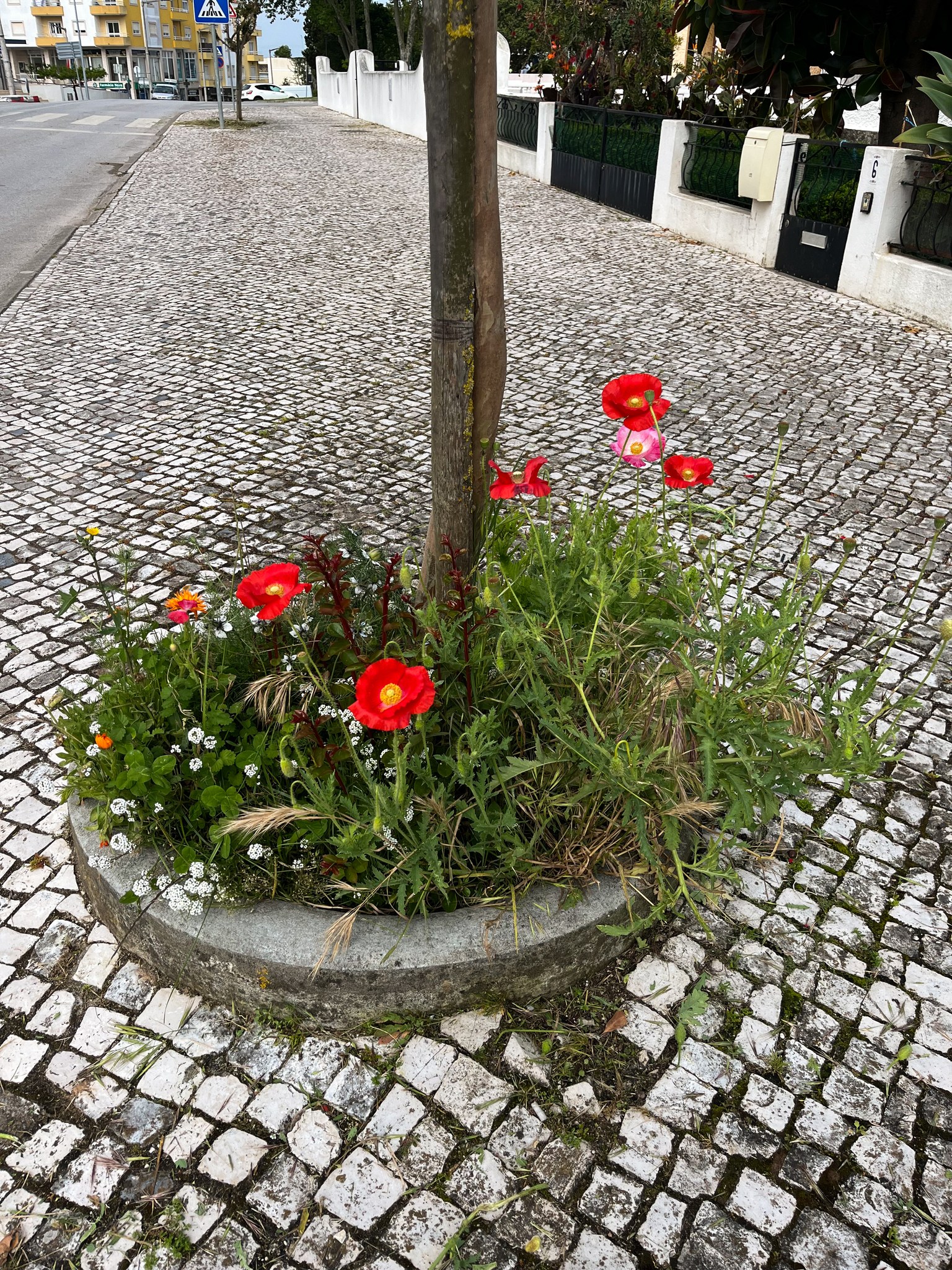 canteiros